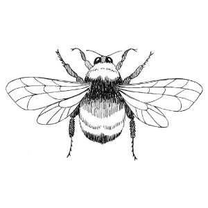   inch Square Acrylic Coaster Line Drawing Bumblebee: Home & Kitchen