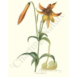   American Yellow Lily   Lilium canadense:  Kitchen & Dining
