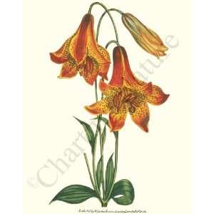   Flower Print Canadian Lily   Lilium canadense