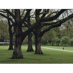  Child Strolls along a Path in Londons Hyde Park National 