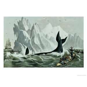  Capturing the Whale Giclee Poster Print: Home & Kitchen