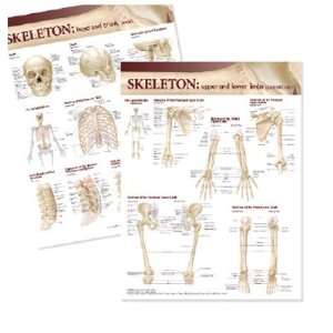   of Anatomy Skeletal System Chart Set   Atlas