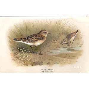  TemminckS Stint Lilfords Birds 1885 97 By A Thorburn 