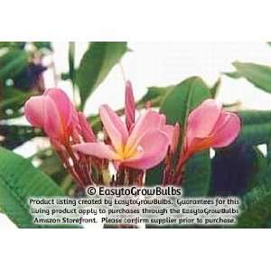  Plumeria   Select Pinks (Potted)   1 rooted, potted plant 
