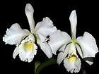 Cattleya lueddemanniana alba, rare species orchid  