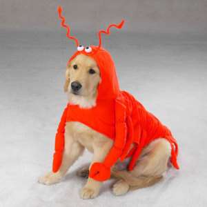 Casual Canine Lobster Pet Dog Halloween Costumes XS XXL  