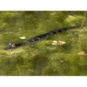  Baby Alligator in an Algae Laden Pond, Everglades National 