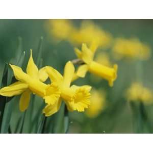  Spring Flowers, Daffodils, Early Spring, Massachusetts 