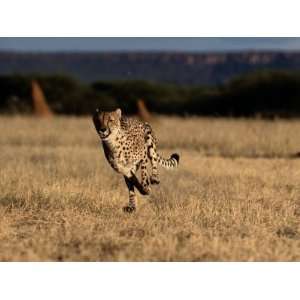  An African Cheetah Running at Top Speed Premium 
