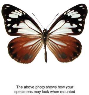 Parantica davidi RARE   Unmounted butterfly  
