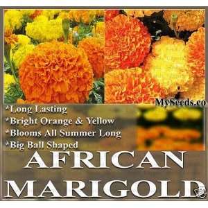  500 AFRICAN MARIGOLD Flower Seeds MIX Crackerjack Mix T 