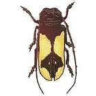 Epic Gold Long Horn Beetle Bug Insect Iron on Patch