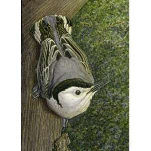  White breasted Nuthatch   An Original Watercolor Painting 