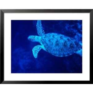  Sea Turtle Swimming, Pulau Sipadan, Sabah, Malaysia Framed 