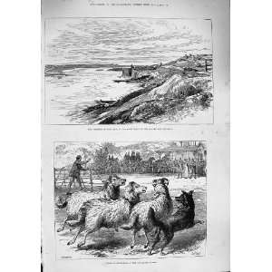    1876 Fortress Belgrade Danube Sheep Dogs Alexandra