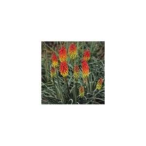  Kniphofia hirsuta Fire Dance Perennial Plant Patio 