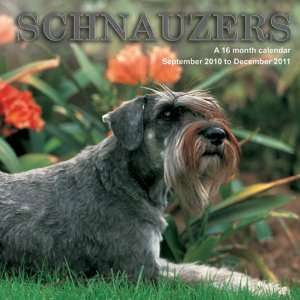  2011 Dog Calendars Schnauzers   16 Month   30x30cm