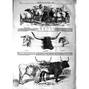  1847 FOREIGN CATTLE SHEEP BULL SPANISH GERMAN ANIMALS 
