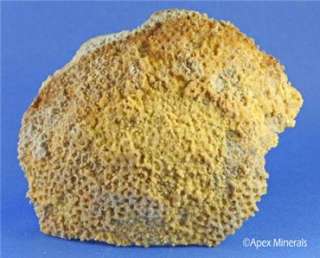 Withlacoochee River Agatized Fossilized Coral Georgia  
