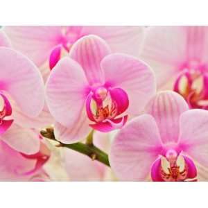  Hybrid Orchids, Selby Gardens, Sarasota, Florida, USA 