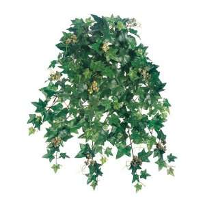  20 Sage Ivy Hanging Bush x15 w/257 Lvs. & Berries Green (Pack 