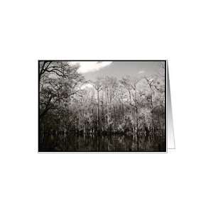  Black and White Photo  Cypress Trees Reflected in Spring 