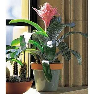  Tropical Bromeliad   Same Day Delivery Available Patio 