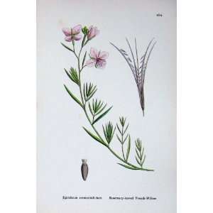  Botany Plant C1902 Rosemary Leaved French Willow Flower 