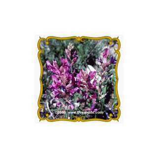  1 Oz Purple Locoweed (Oxytropis lambertii) Bulk Wildflower 
