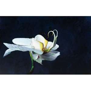Jocelyne Maucotel 37W by 25H  Phalaenopsis blanc CANVAS Edge #5 3 