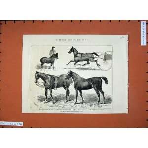  Horse Show 1880 Blyth Toby Lizzie Kendall Jarge Pharaoh 