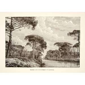  1890 Wood Engraving (Photoxylograph) Ravenna Italy Canal Pine 
