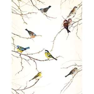 Wallpaper Brewster Komar Photomurals Vol 11 National Geographic Birds 
