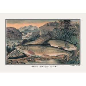  Brook Trout: Just Caught 28X42 Canvas Giclee: Home 