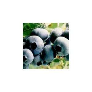    Brigetta Blueberry Seeds Tested to grow Patio, Lawn & Garden