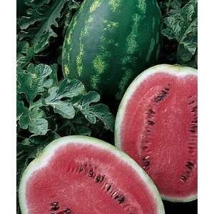  Watermelon, Million Bucks Hybrid 1 Pkt. (25 seeds) Patio 