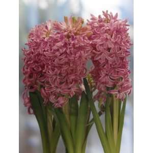  Hyacinth Pink Pearl pink 5_bulbs: Patio, Lawn & Garden