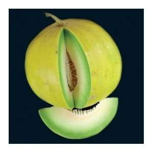  Boule dOr Melon Seeds