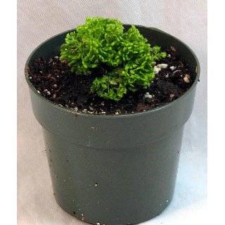   Plant   4 Pot   Helxine   Great Indoor Plant: Patio, Lawn & Garden