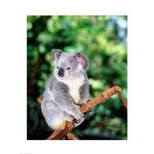  Koala on a tree branch, Lone Pine Sanctuary, Brisbane 
