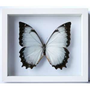   Butterfly Decor Theseus Juturna in White Frame 