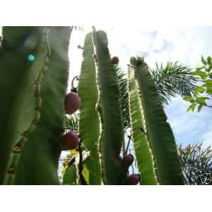   peruvianus   Beautiful Cactus Plant 50 seeds Patio, Lawn & Garden