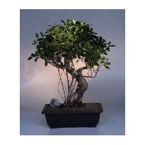 Ficus Retusa Bonsai Tree.(ficus retusa):  Grocery & Gourmet 