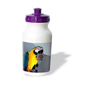  Birds   Blue and Gold Macaw   Water Bottles Sports 