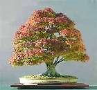 year Orangeola Japanese Maple Tree