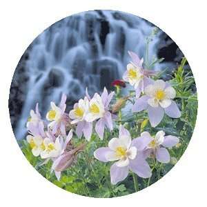  Set of 4 Absorbent Coasters   Columbine with Waterfall 