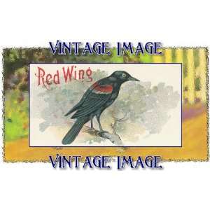   14 x 10cm) Bird Red Wing 2 Vintage Image 