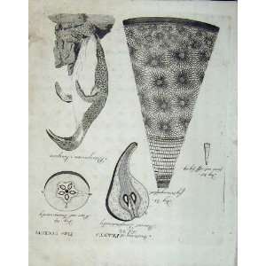   Encyclopaedia Britannica 1801 Anatomy Plants Penguin