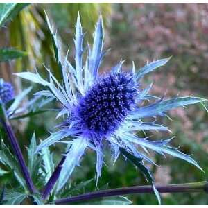  Electric Sea Holly eryngium hardy low Water 3 Seeds 