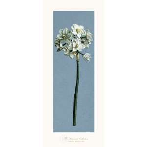  Chinese Sacred Lily Poster Print: Home & Kitchen
